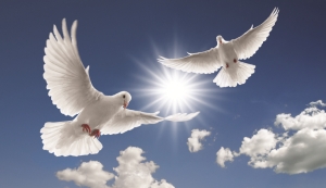 Picture of doves in the sky